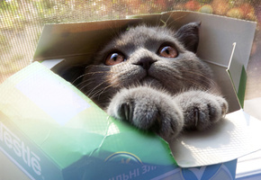 кот, глаза, коробка, морда, Кошка, лапы, серый, взгляд