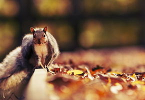 осень, Белка, природа