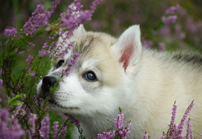 цветы, Собака, щенок