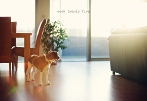 настроение, друг, дом, Собака