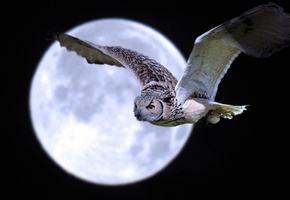 птица, луна, полёт, Ночь, сова
