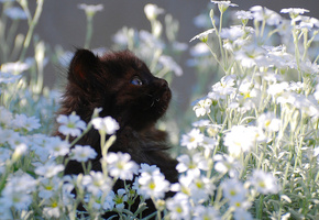 лужайка, ромашки, Котенок, черный, маленький