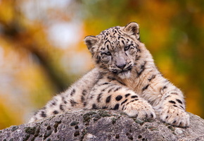 грустный, лежит, ирбис, мордочка, смотрит, Снежный барс