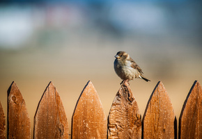 Птица, забор, воробей