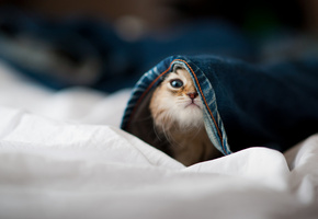 Котенок, штаны, морда, котик, прятки