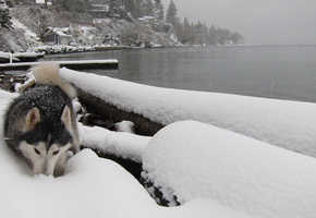 лайка, зима, Собака, река