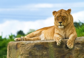 лежит, отдых, на камне, Лев