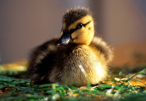 Утёнок, настроение, солнышко, малыш, утро, роса