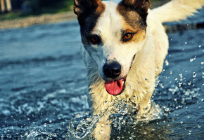 капли, вода, Пёс, язык, морда, брызги