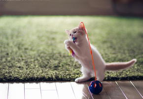 Котёнок, забава, игрушка