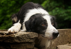 Собака, друг, взгляд