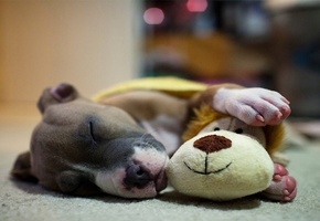 отдых, Собака, сон, игрушка