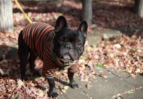 мордашка, Мопс, собака, поводок, одежда