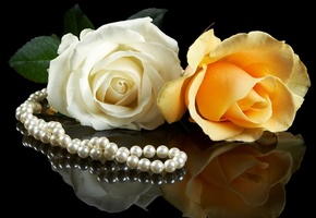желтый, парочка, розы, черный, белый, Цветы, жемчуг, фон