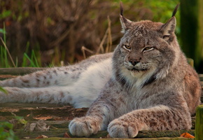 лежит, лапы, Рысь, канадская, смотрит, взгляд, морда