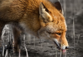 Лиса, красота, природа