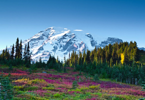 цветы, Гора, лес, небо