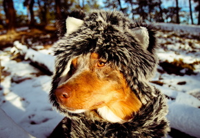 шарф, Собака, друг