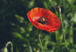 цветок, бутоны, цветки, Мак, макро, трава, красный