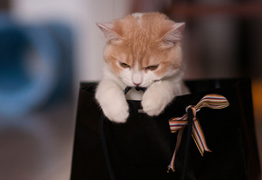 сумка, бантик, пакет, игра, кошка, Hannah, ben torode, лента