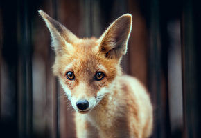 животное, рыжий, уши, мордочка, Лисёнок