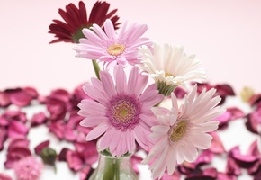 красные, gerbera, Герберы, цветы, лепестки, белые, розовые
