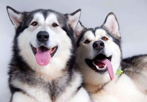 язык, друзья, пара, Собаки