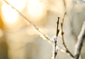 macro, Макро, боке, branches, снег, природа, nature, snow, bokeh, ветки