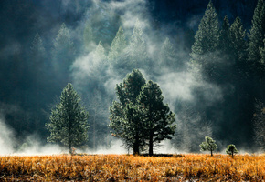 хвоя, Лес, деревья, дымка, поляна