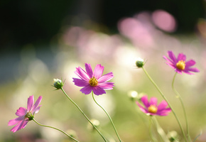 лепестки, Космея, розовые, цветы, поле, макро