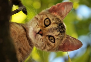 морда, лето, голова, котэ, Кошка, кот, дерево, листва