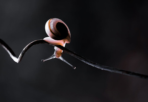 витая, усики, лоза, стебель, улитка, свет, Макро