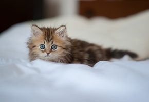 daisy, c benjamin torode, Котёнок, взгляд