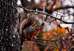 ветки, осень, лес, Белка, листва, дерево