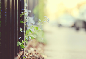 размытость, забор, Незабудки, ограда, фокус, решетка