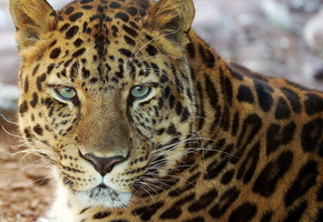 лежит, усы, смотрит, портрет, морда, Леопард