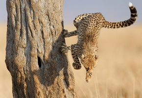 Гепард, когти, морда, лапы, саванна, прыжок, дерево