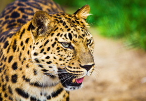 большая пятнистая кошка, морда, Леопард, усы, взгляд