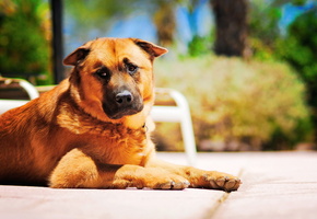 Собака, друг, страж