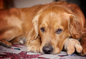 собака, грусть, взгляд, Ретривер, друг