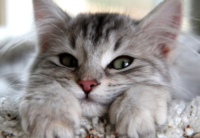 уши, лапы, глаза, кошка, серый, взгляд, смотрит, Кот