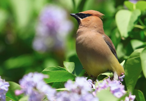 природа, весна, свиристель, серень, куст, Птица, цветы