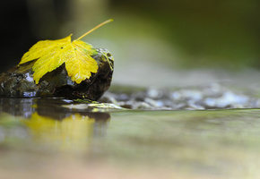 осень, камень, лист, Макро