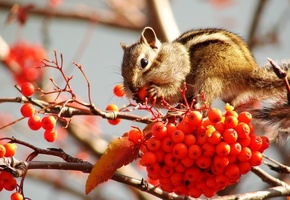 Рябина, ягоды, бурундук, плоды, запасы