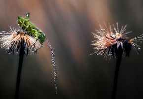усики, роса, одуванчик, свет, капли, кузнечик, Макро