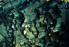 кора, дерево, текстура, Макро, ствол