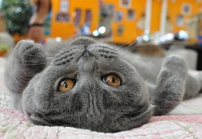 кот, кошка, глаза, взгляд, лапа