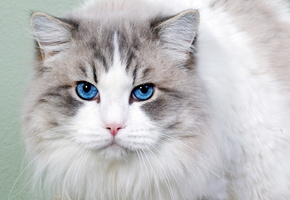 взгляд, портрет, Кошка