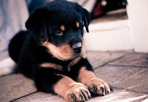 глаза, Собака, щенок, арт, взгляд, овчарка