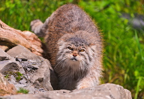 Манул, смотрит, камни, палласов кот, морда